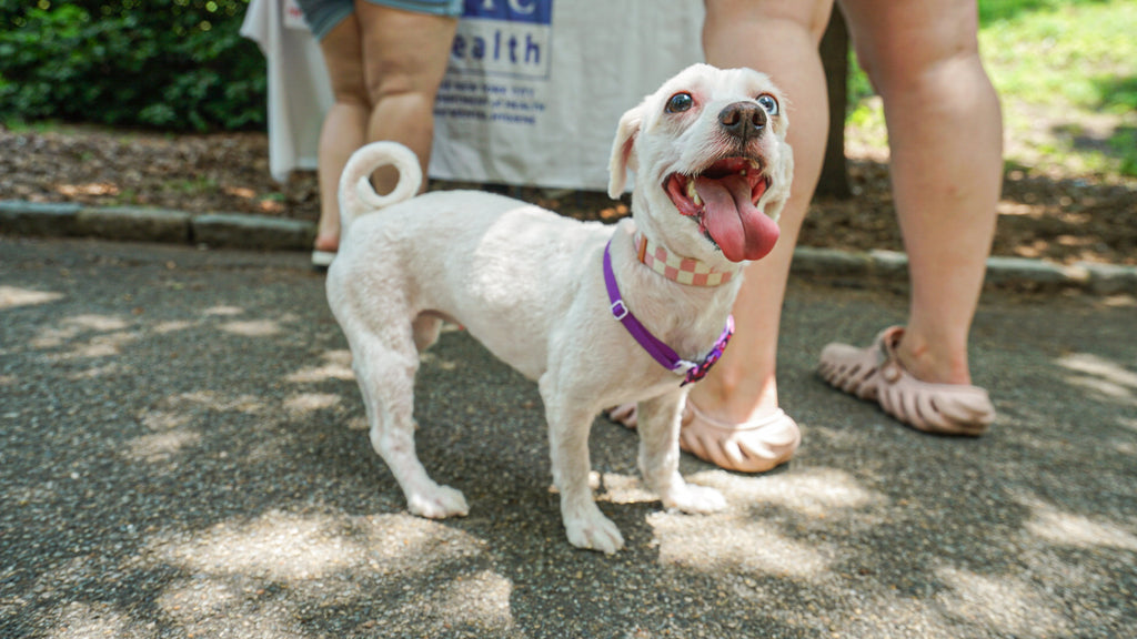 Dog Friendly Community Event Photography