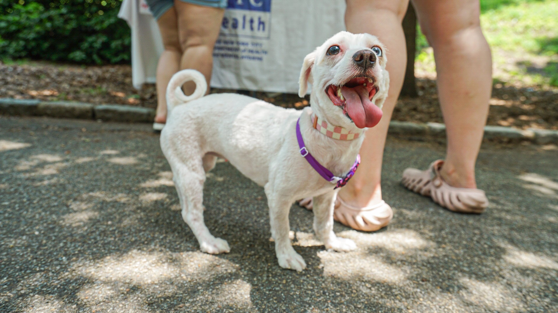 Dog Friendly Community Event Photography