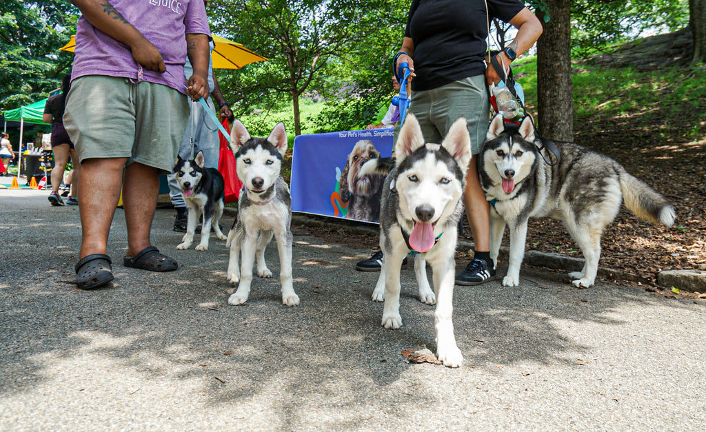 Dog Friendly Community Event Photography