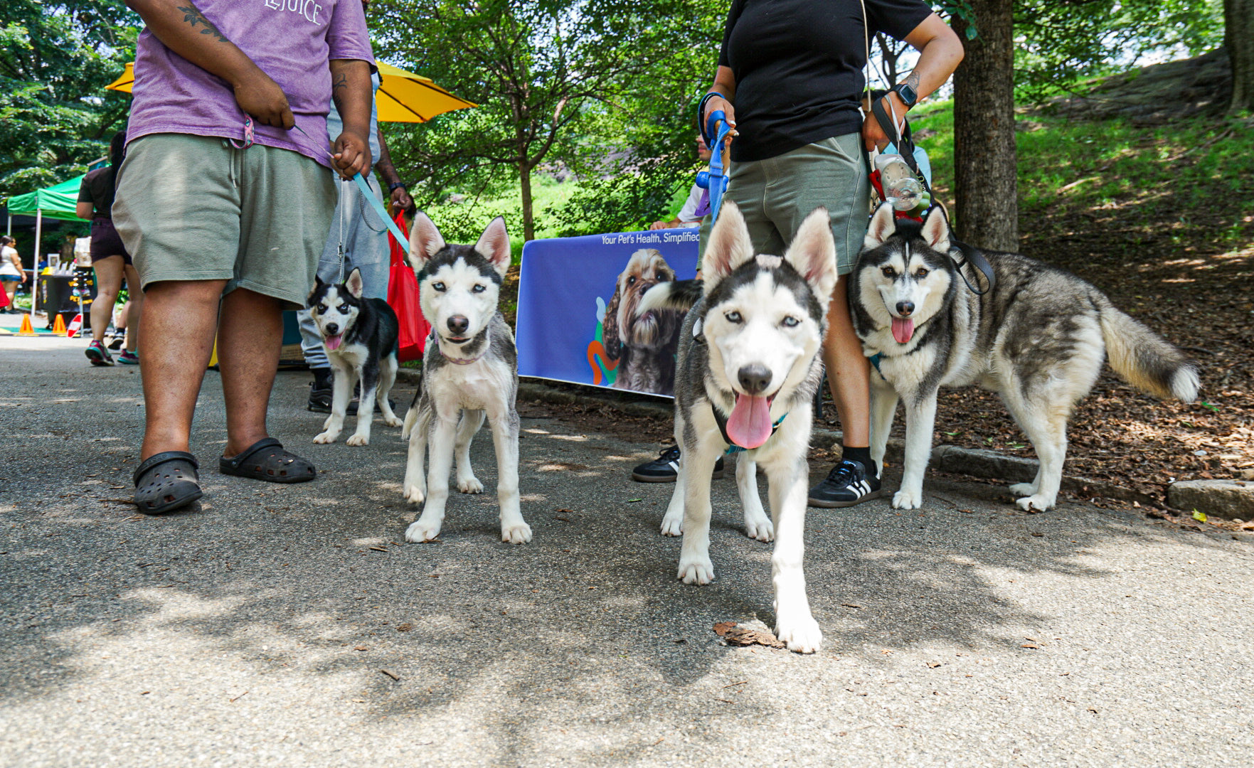 Dog Friendly Community Event Photography