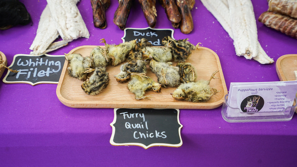 Dog Friendly Community Event Photography