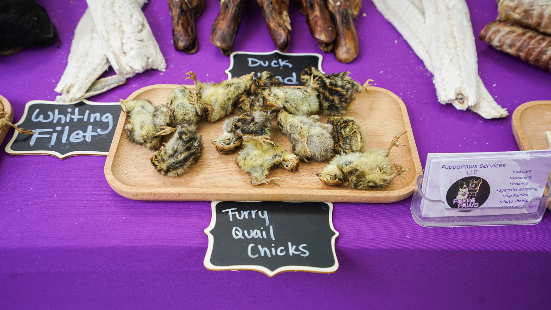 Dog Friendly Community Event Photography