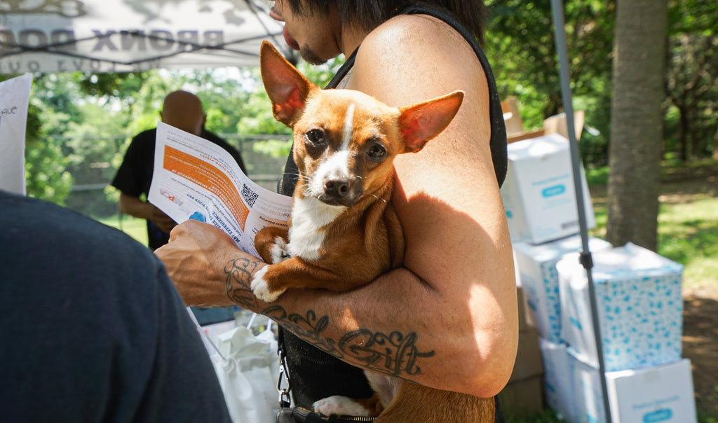 Dog Friendly Community Event Photography