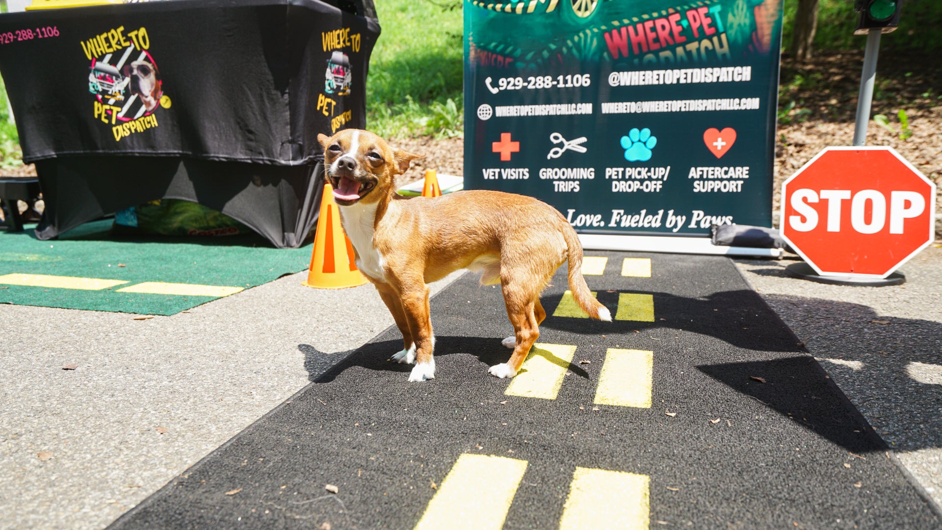 Dog Friendly Community Event Photography